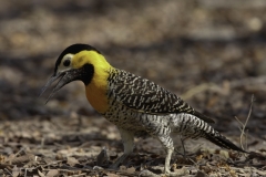 Campogrond specht | Campo flicker