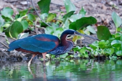 Agamie reiger | Agami Heron