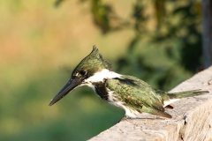 Amazone ijsvogel | Amazon Kingfisher