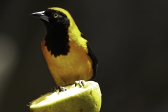 Amazone Troepiaal | Orange backed Troupial