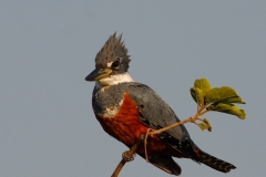 Amerikaanse Reuzenijsvogel | Ringed kingfisher