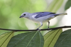Bisschops tangare | Blue gray Tanager