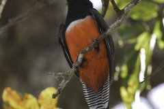 Blauwkruintrogon | Blue crowned Trogon