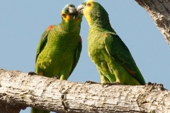 Blauwvoorhoofd amazone | Blue fronted Amazon