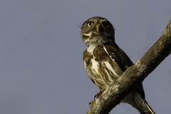 Braziliaanse dwerguil | Ferruginous pygmy owl