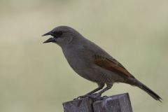 Bruine Koevogel | Bay winged Cowbird