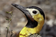 Campogrond specht | Campo flicker