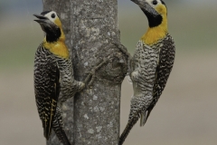 Campogrond specht | Campo flicker