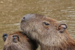 Capibara | Capybara