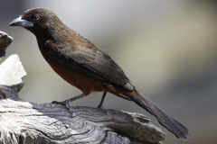 Fluweeltangare Silver vrouwtje | Beaked Tanager