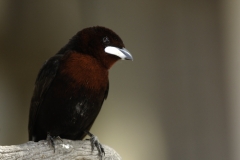 Fluweeltangare Silver | Beaked Tanager