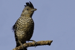 Gebandeerde mierklauwier | Barred antshrike