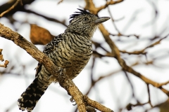 Gebandeerde mierklauwier | Barred antshrike
