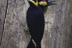 Geelbrauwspecht | Yellow tufted woodcreper