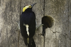 Geelbrauwspecht | Yellow tufted woodcreper