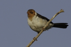 Geelsnavelkardinaal | Yellow billed cardinal