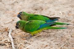 Goud voorhoofd parkiet | Peach fronted parakeet