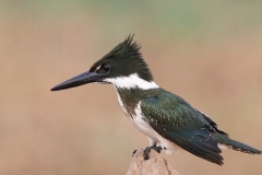 Groene IJsvogel | Green kingfisher