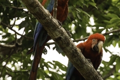 Groenvleugelara | Red and green Macaw