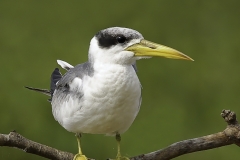 Grootbekstern | Large billed Tern