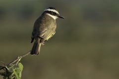 Grote Kiskadie | Great Kiskadee
