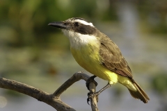 Grote Kiskadie | Great Kiskadee
