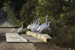Grote Zilverreiger | Great White Egret