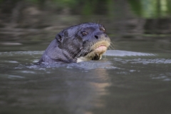 Grote otter | Giant otter