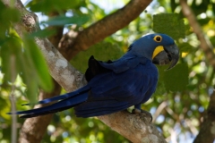 Hijacinth ara | Hyacinth Macaw