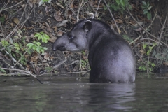 Hoefdier | Tapir