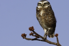 Holenuil | Burrowing owl