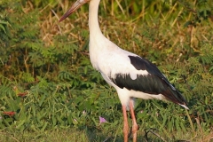 Magoeari |Maguari stork