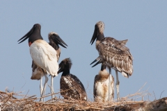 Reuzenooievaar Nest van Jabiru |  Giant stork Jabiru