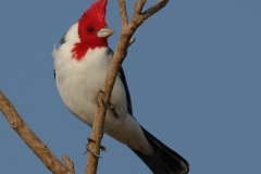 Roodkuifkardinaal | Red capped