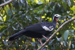 Roodkeelgoean | Red throated piping guan