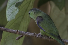 Sclaters Muspapegaai | Dusky billed Parrotlet
