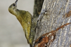Vlekkeelspecht | Little woodpecker