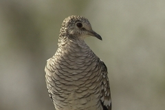 Zuidamerikaanse Inkaduif | Scaled Dove