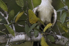 Zuidamerikaanse kuifkoekoek | Guira Cuckoo
