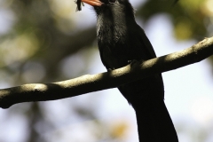 Zwartvoorhoofdtrappist | Black fronted Nunbird