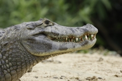 Brilkaaiman | Spectacled Caiman