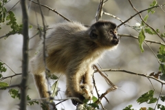 Bruine Kapucijnaap | Brown Capuchin