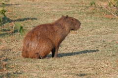 Capibara | Capybara