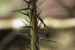 gezien tijdens boswandeling | Seen during forest walk