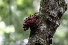 gezien tijdens boswandeling | Seen during forest walk