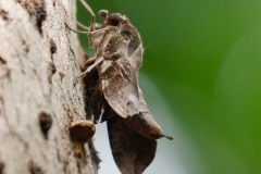 Nachtvlinder | Moth
