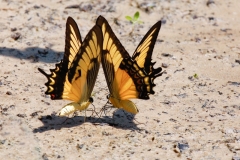 Papilio Astylius | Papilio Astylius