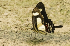 Papilio Thoas | Papilio Thoas