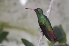 1_Rufous-tailed-Hummingbird-Jardin-Encantado-San-Fransisco-Colombia-4-dec-2013-RG