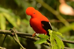 Andean Cock of the rock Jardin Colombia 9 dec 2013 deze foto is gemaakt door Laurens Steijn